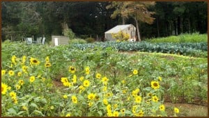 A locavore’s paradise: The Well Fed Community Garden 1 garden