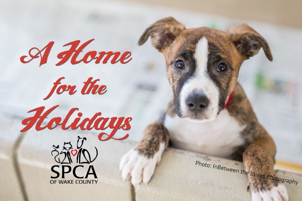 News 43 home for holidays FB