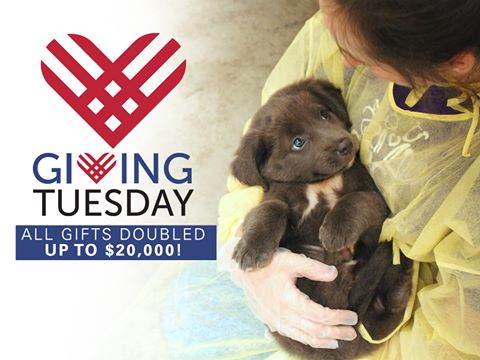 SPCA Wake - Giving Tuesday