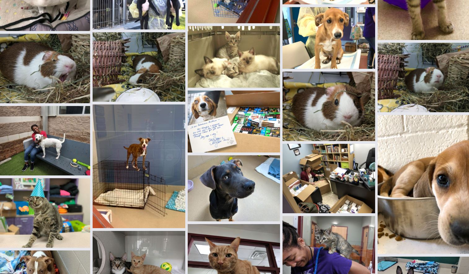 Gallery Collage 5