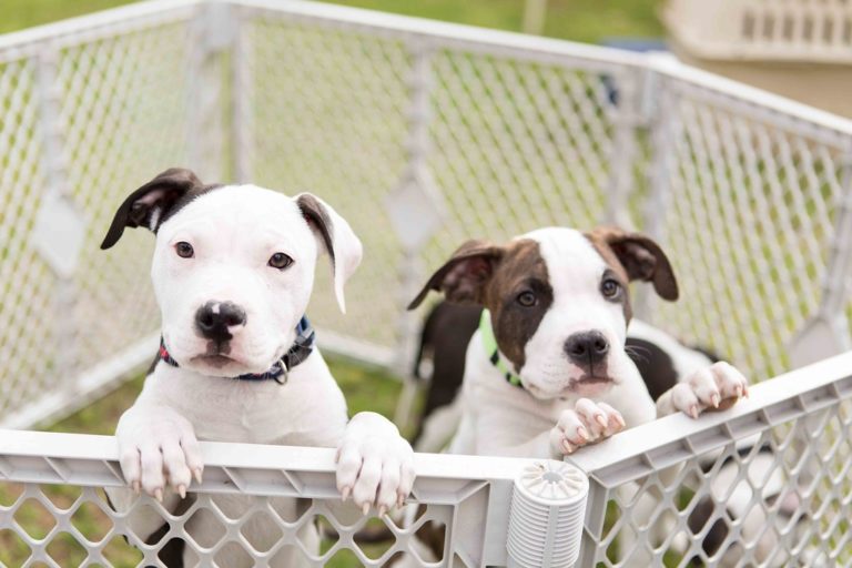 16934790969 79a884f264 b 768x512