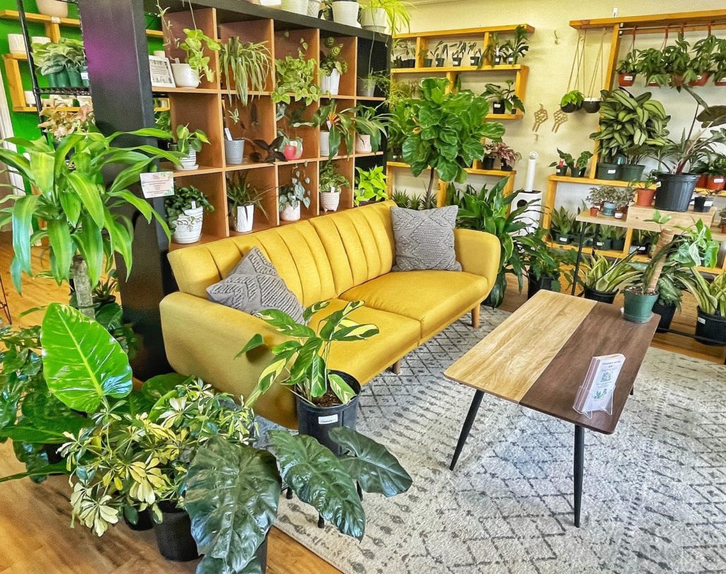 Urban Pothos Plant Shop