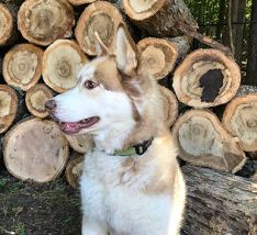 Kettu Woodworks Namesake