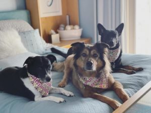 Barkleigh's Cafe and Rescue