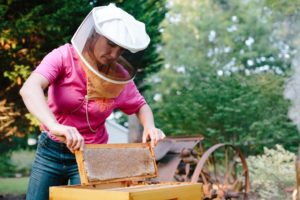 Baxter's Bees 1 Baxter's bee