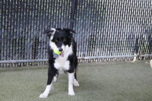 October's New and Renewed Members 26 pupss 1