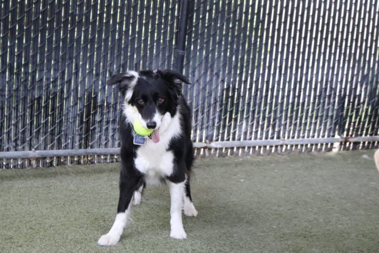 pupss 1 768x512