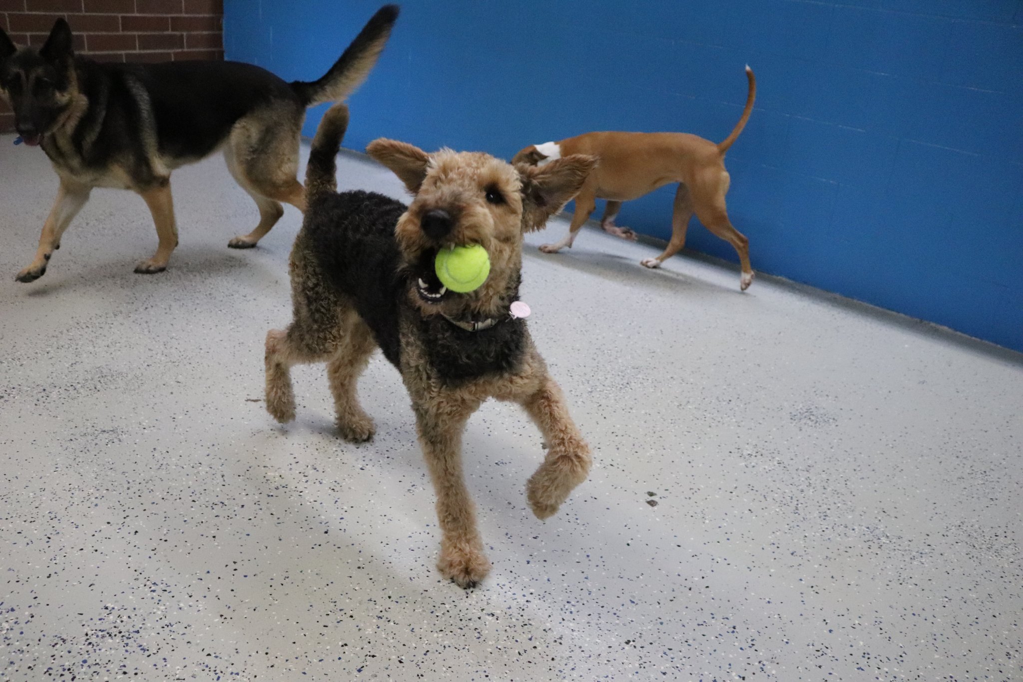 pups 1