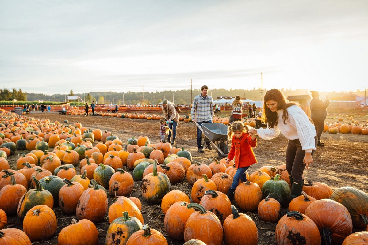 News 32 165 Carpinitos pumpkin patch 84