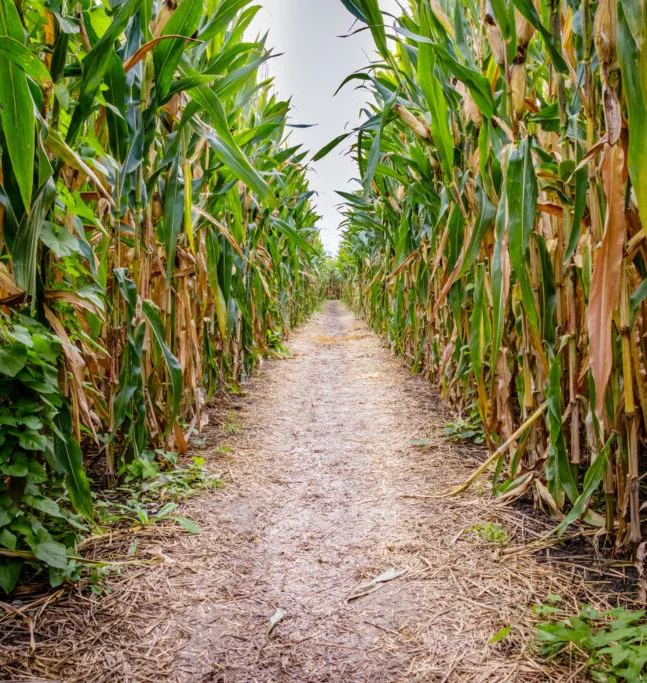 CornMaze 855980612
