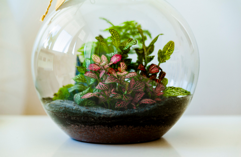 Terrarium Workshop Feb 3 2024 2 reduced 768x502