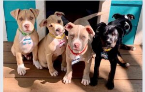 Discover Local Non-Profits for Giving Tuesday 2025 4 278740500 953382358629608 2322908634136986908 n 1