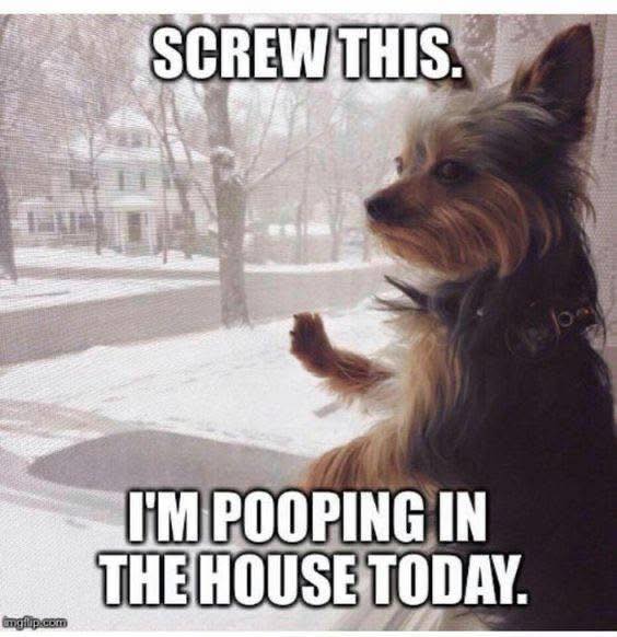 Dookie patrol screw this