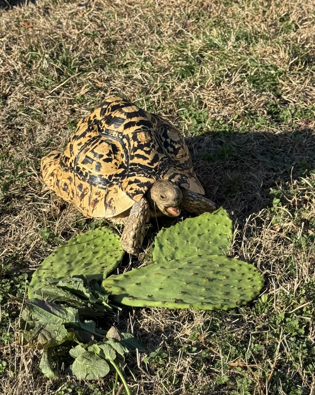 dookie patrol tortise