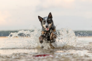 raleigh pet photographer pet photography in cary chapel hill durham nc136 1