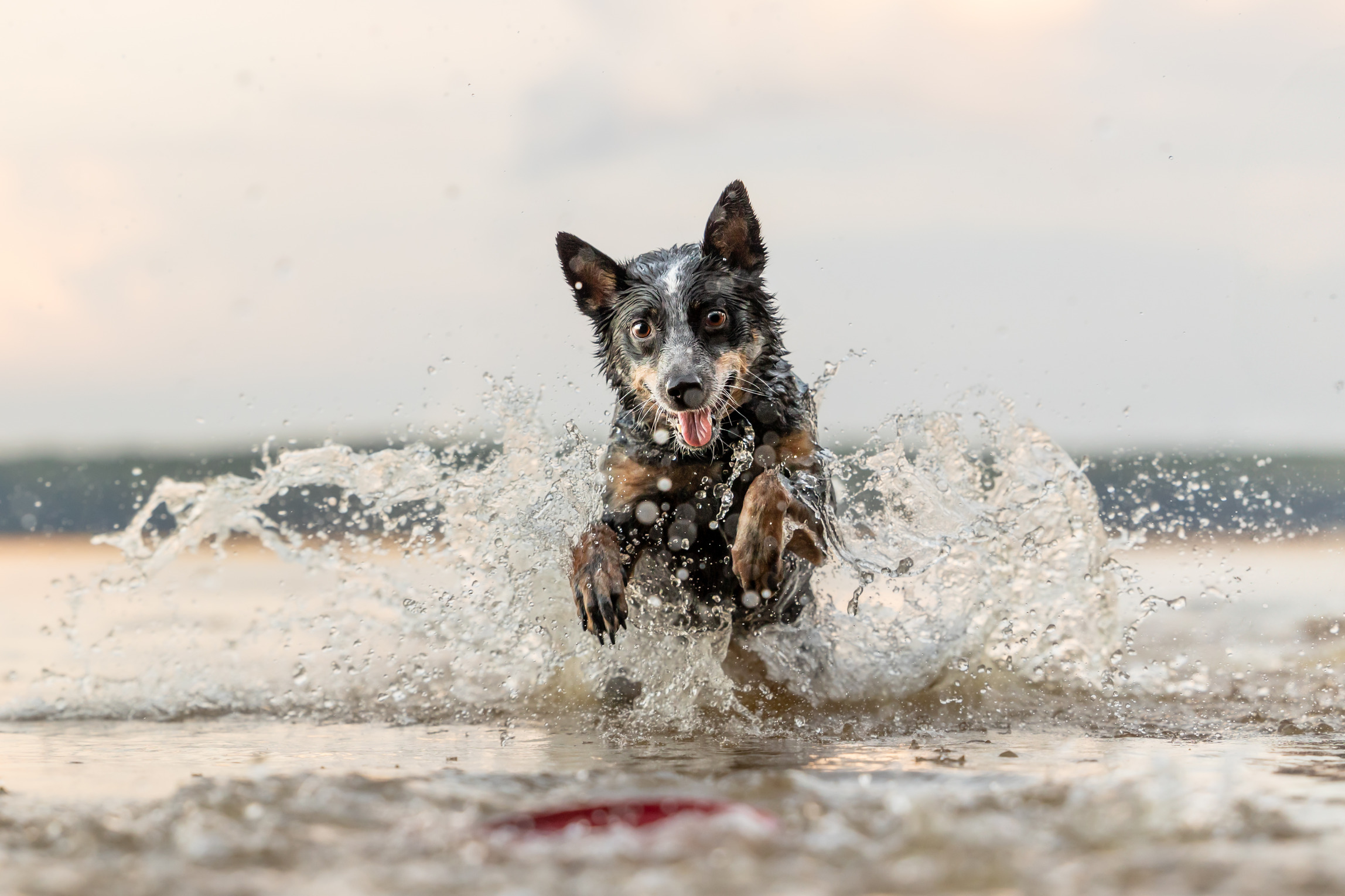 raleigh pet photographer pet photography in cary chapel hill durham nc136 1