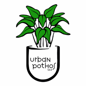 urban pothos clear background