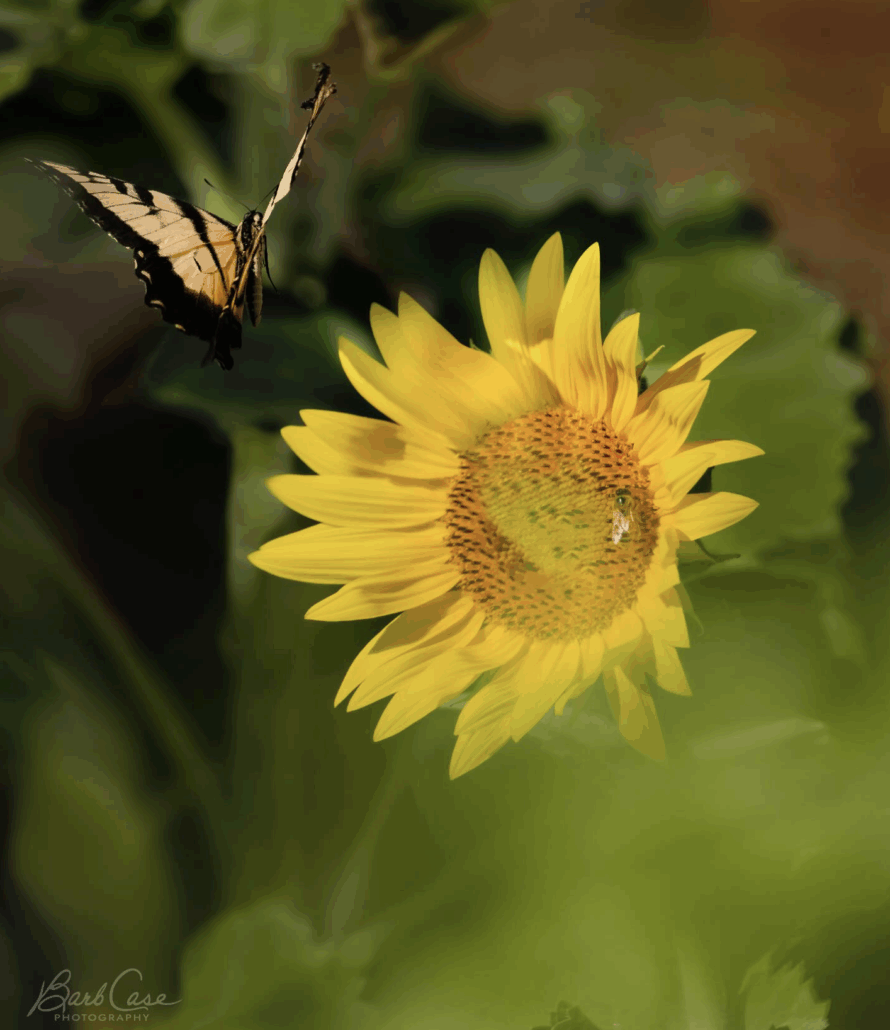 Barb Case Photography