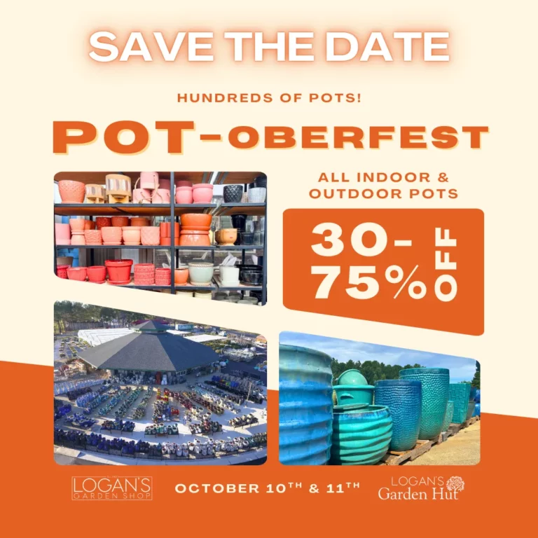 Pot Oberfest 1080x1080 1920w 768x768