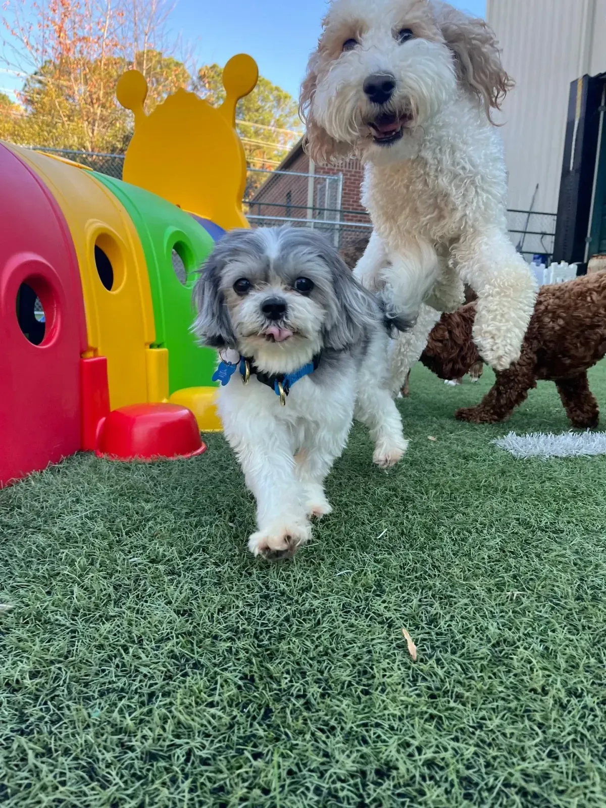 playing dogs