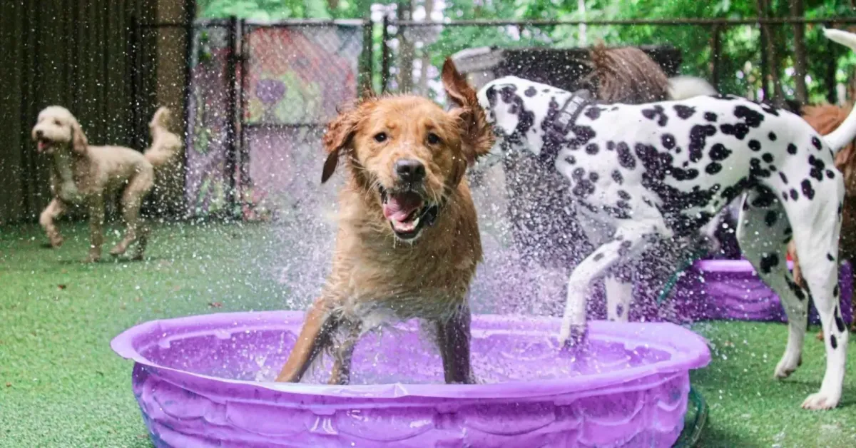 pool dog